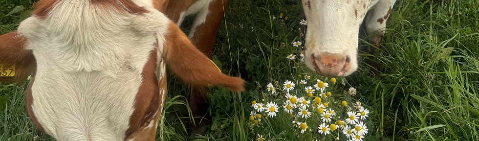 cows grazing.HEIC