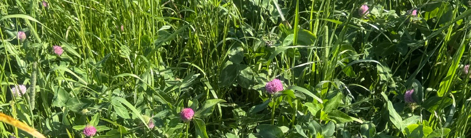 cover crops.jpeg
