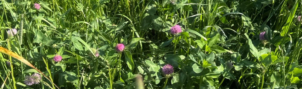 cover crops.jpeg