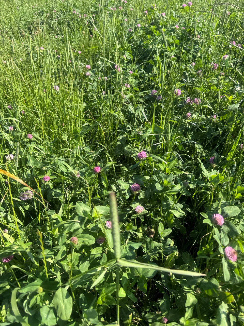cover crops.jpeg