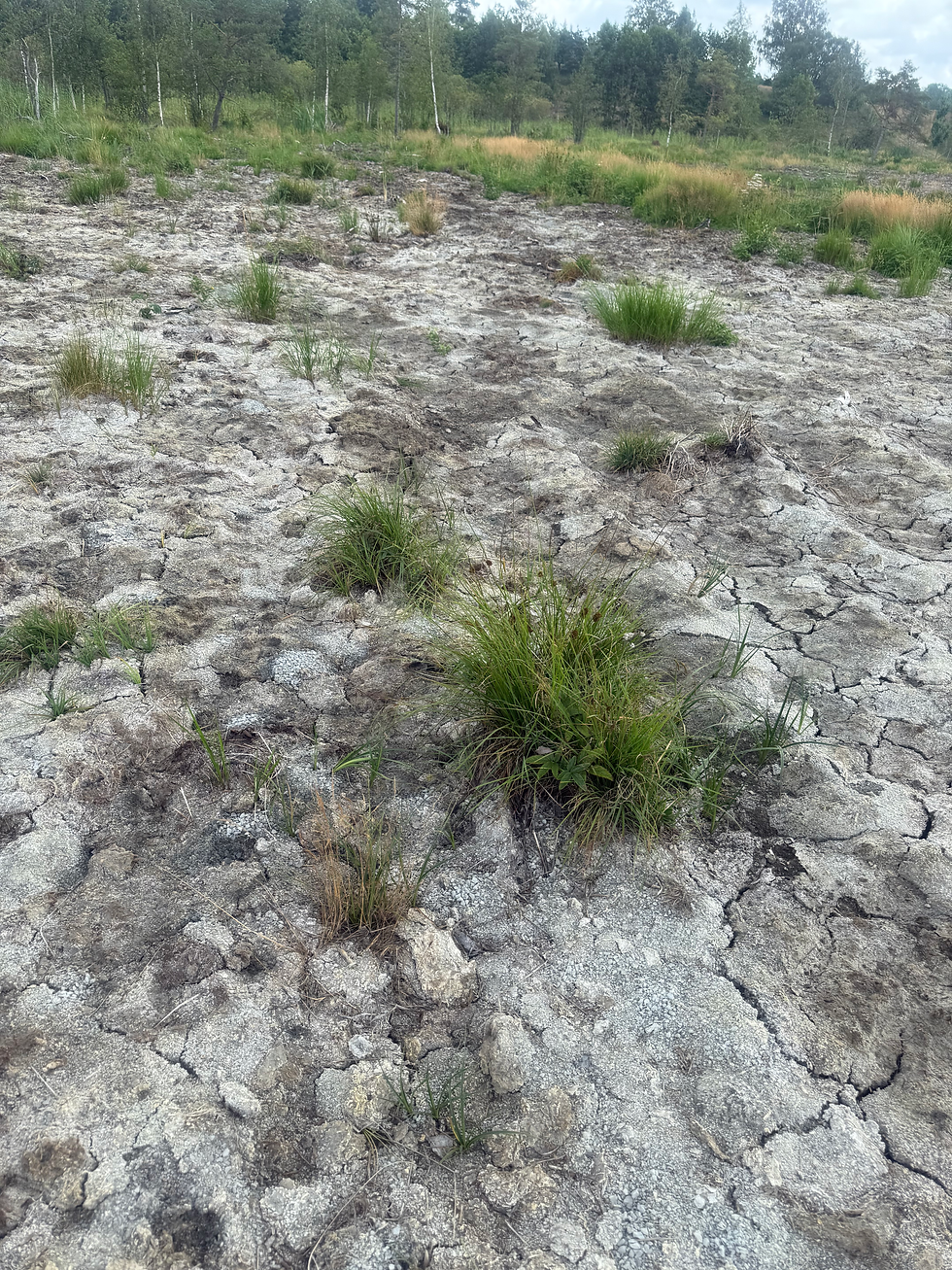 cracked soil.HEIC
