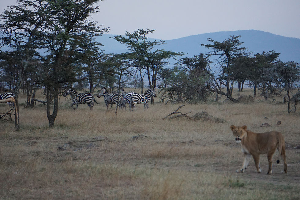 3. Lion and zebra