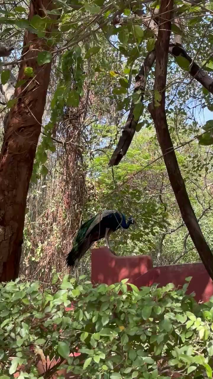 Peacock freely roaming around the property