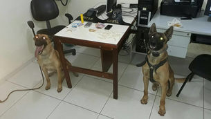 Rotam / Canil apreende drogas em Cambará