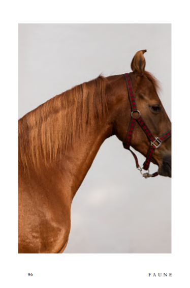 Faune, June 2019