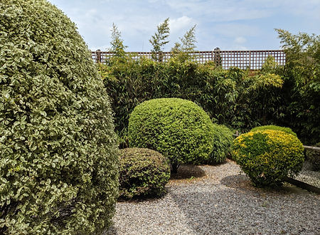 Topiary Bushes
