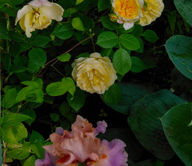 Experimentální zahrada v Litni