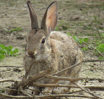 Wild hare