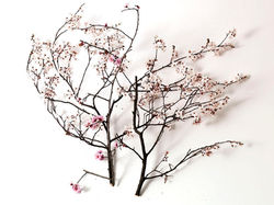 SAKURA EN FLOR