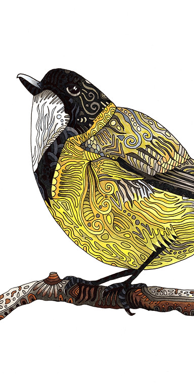 Golden Whistler.jpg