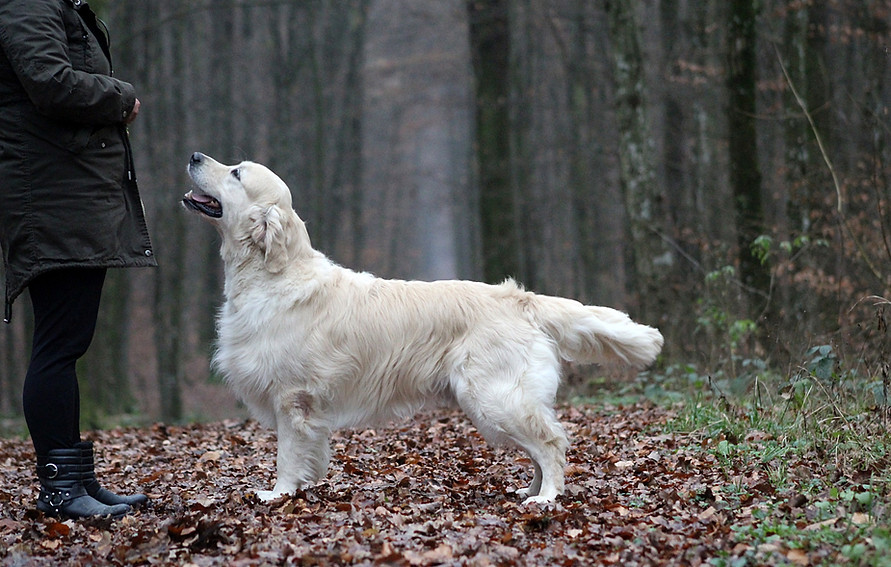 Glamour Shine Golden & Flat Coated retriever breeder