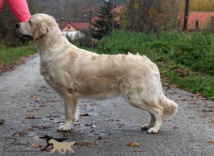 Glamour Shine Golden & Flat Coated retriever breeder