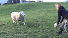 ComplexNegligibleLice-max-1mb.gif