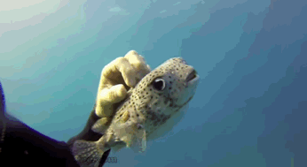 tumblr_nz40e8glJ61uccnfoo4_400.gif