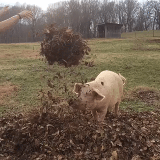 Gentle Barn