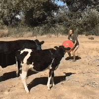 Farm Sanctuary