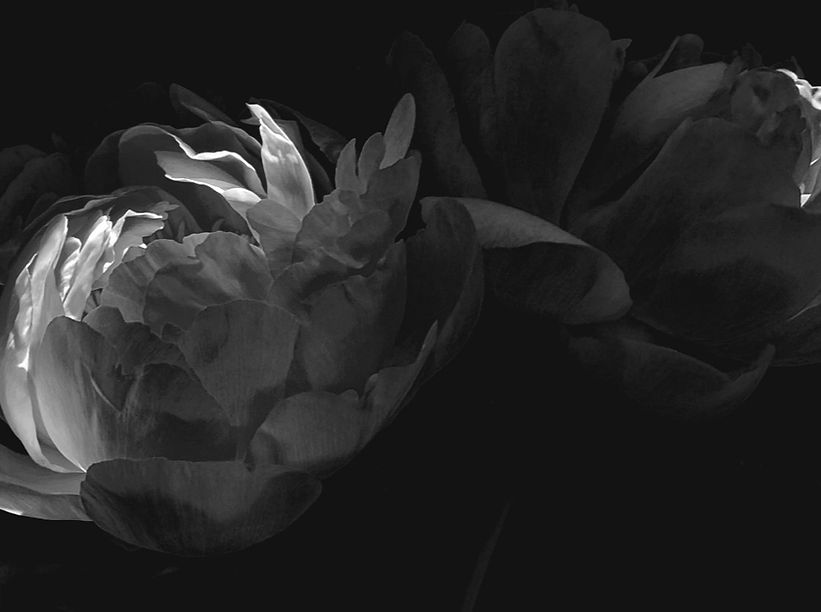 Dramatic Flowers_edited_edited_edited_edited_edited_edited_edited.jpg