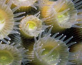 Vue en grossissement d'un polype de corail
