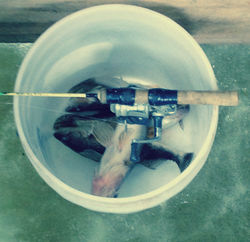 Filling up the Bucket