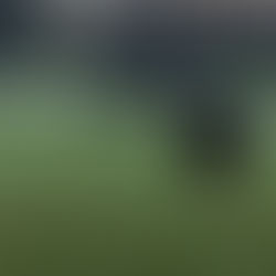 Un Gigante y atterador Caiman en Florida fue grabado durante el Huracan #Eta en Naples.