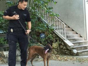 security dog