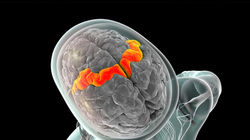 Motor-Korteks-Nedir-Motor-Cortex-Nedir-Beynimizi-Taniyalim-1280x720