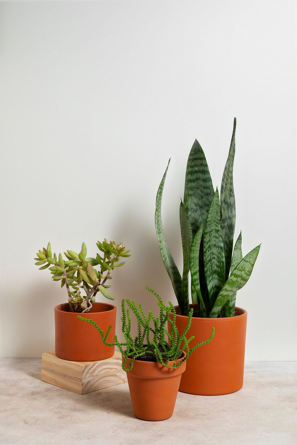still-life-with-indoor-plants.jpg