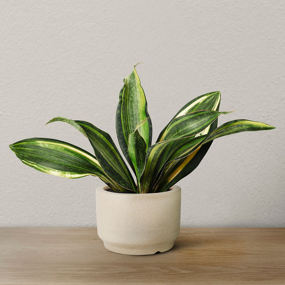 snake-plant-beige-pot.jpg