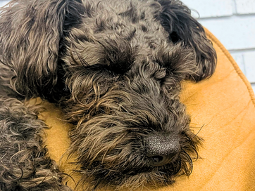 20230125_151918_DA3E4B - Edited.png