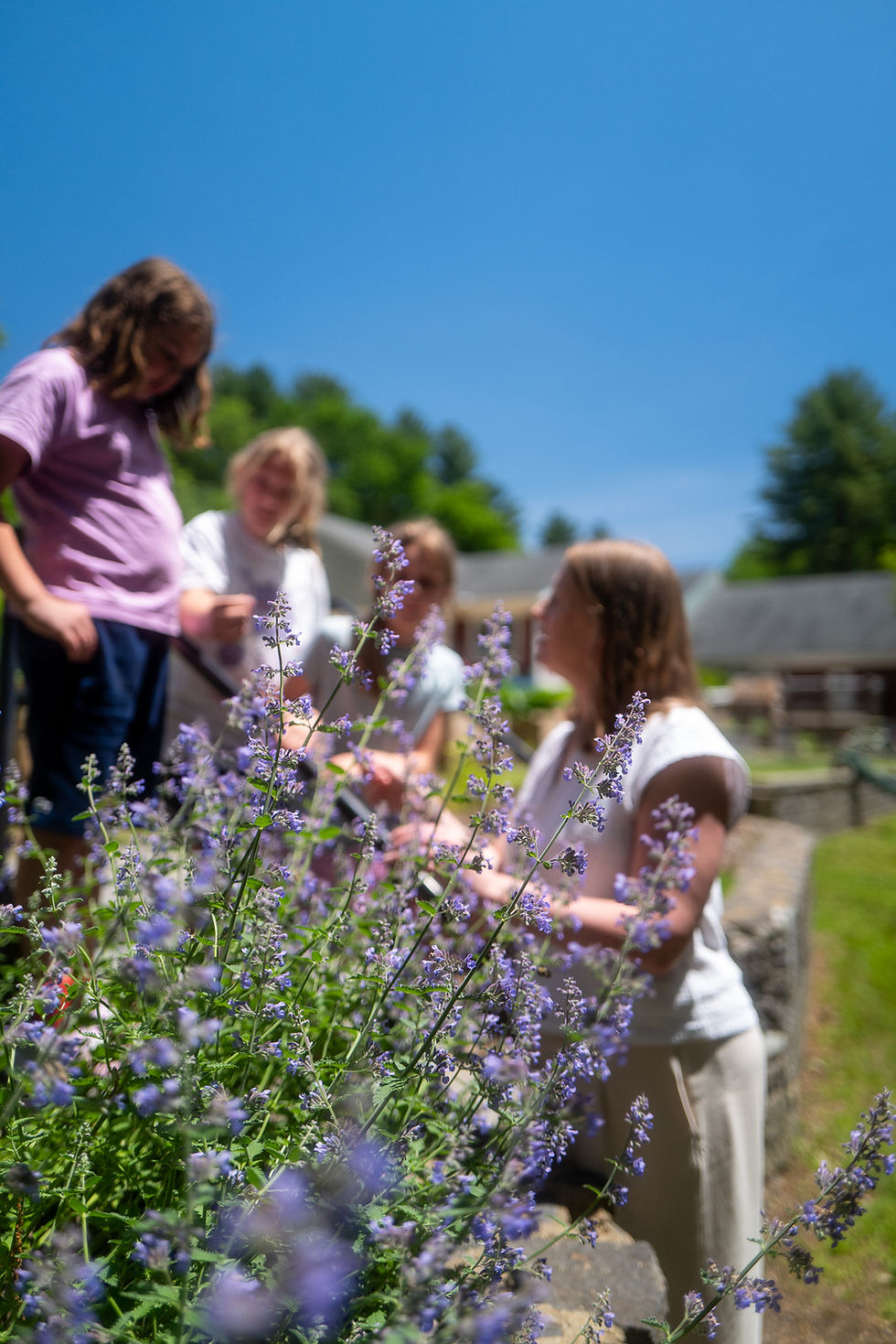 MIddle school students looking at plants