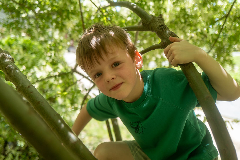 kindergarten student climbing tree