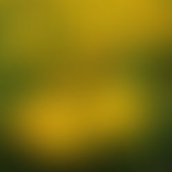 Dandelions as Food