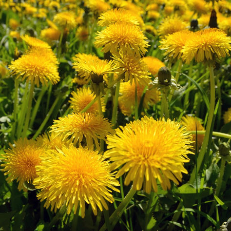 Dandelions as Food