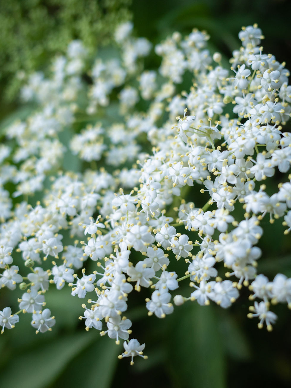 Miniatura: Kwiat czarnego bzu