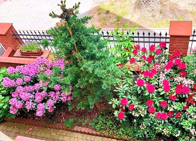 kwitnące na różowo i czerwono rododendrony i sosna w ogródku za płotem