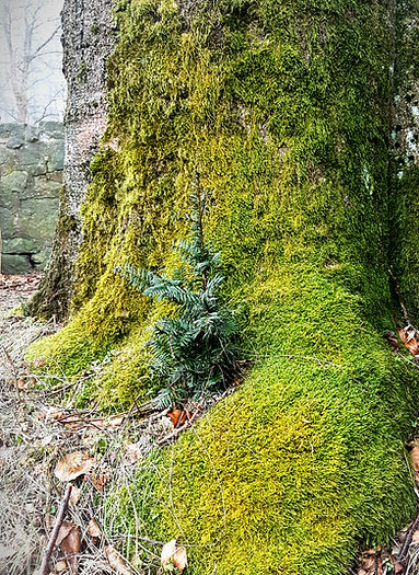 kleiner Baum im Schoße eines großen Baum