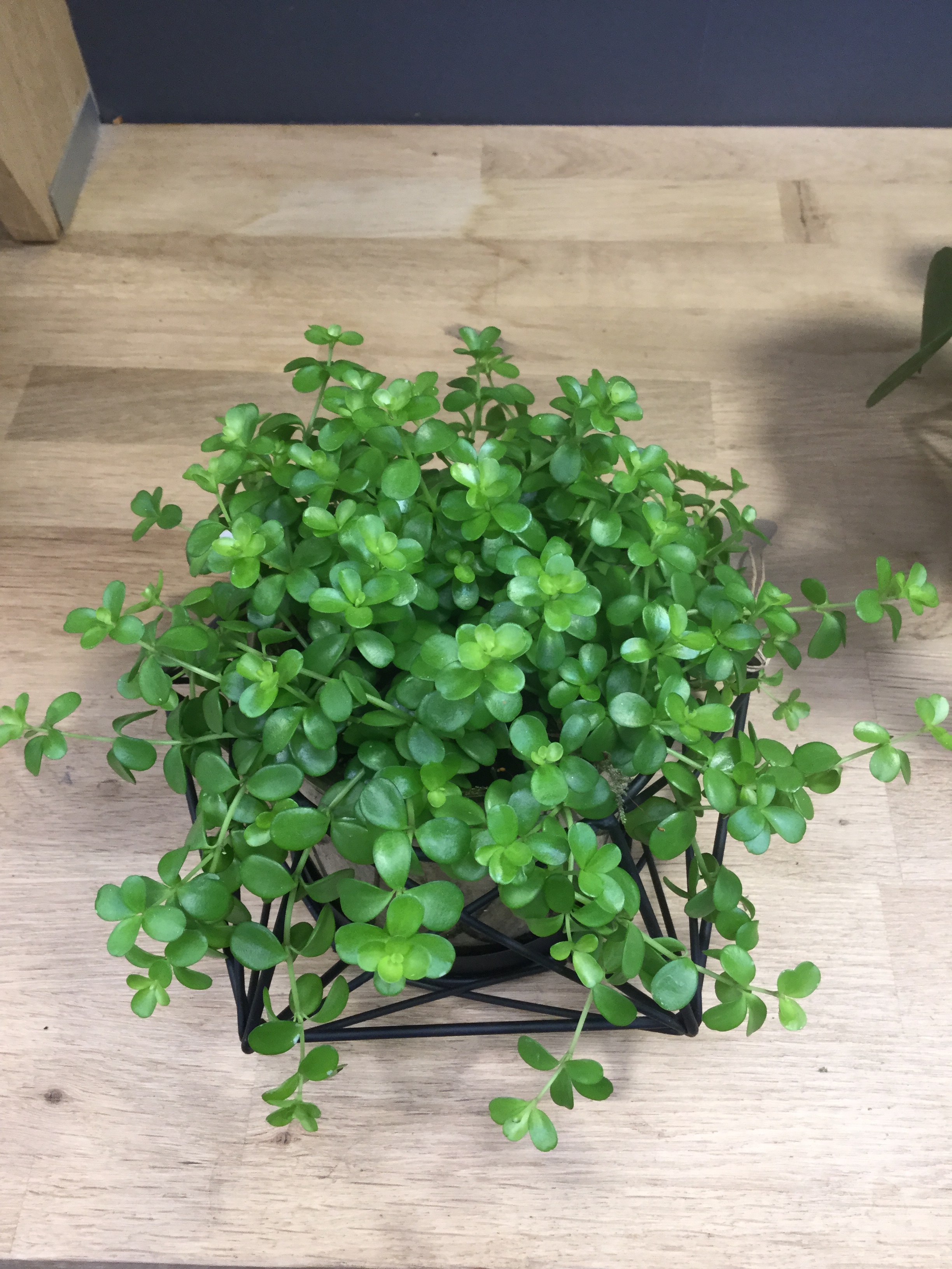 Pepperomia deppeana