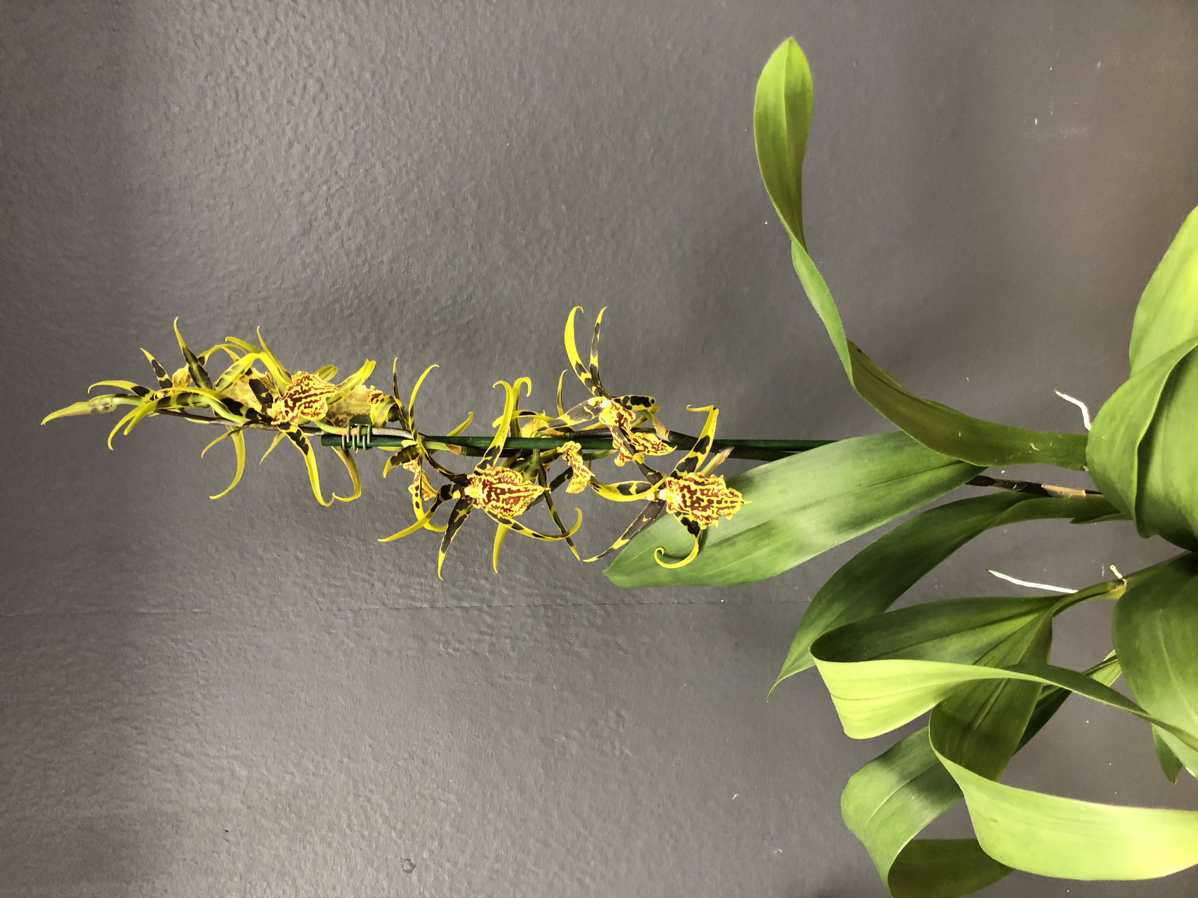 Brassia (orchidée araignée)
