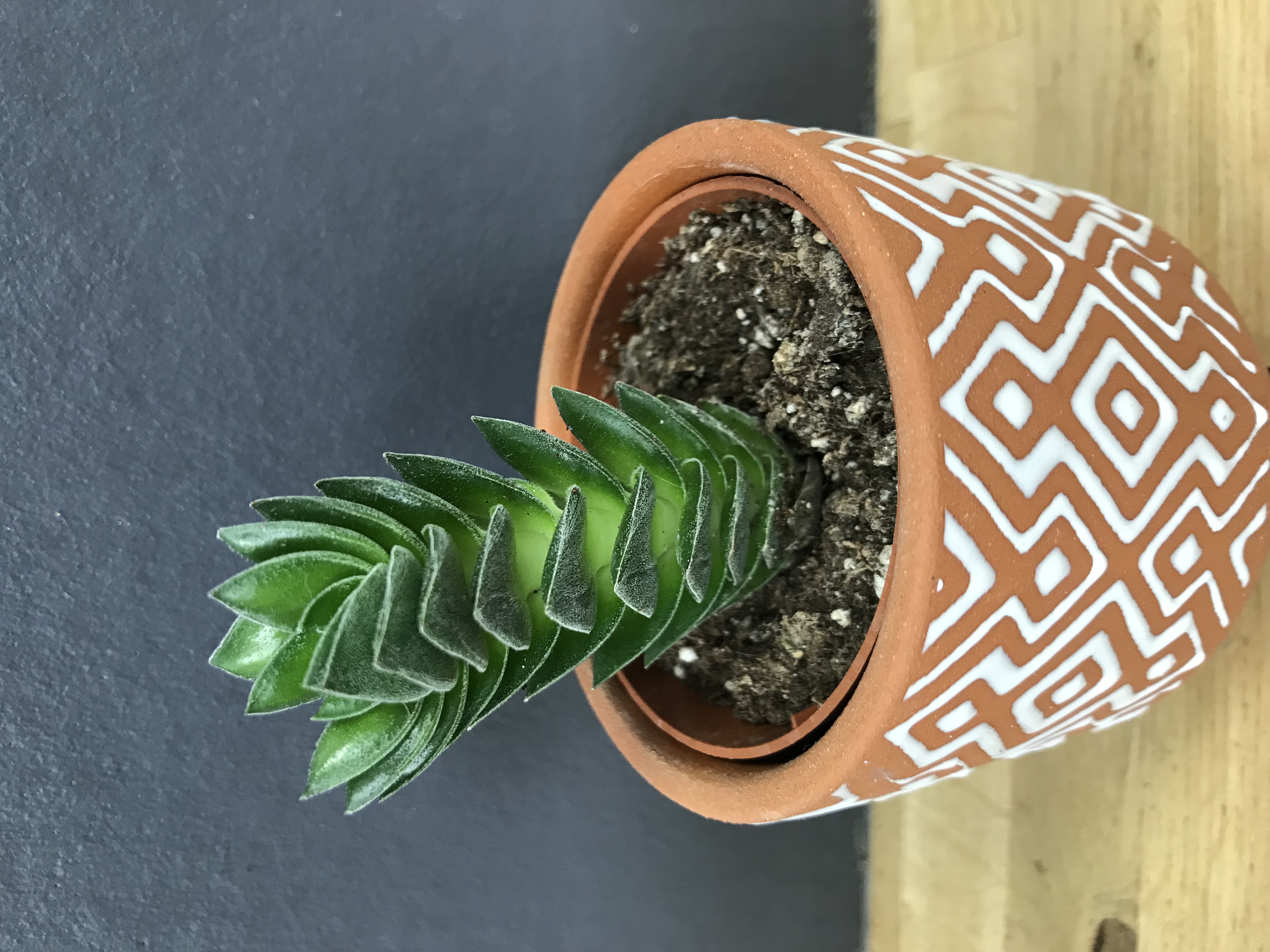 Crassula pyramidales