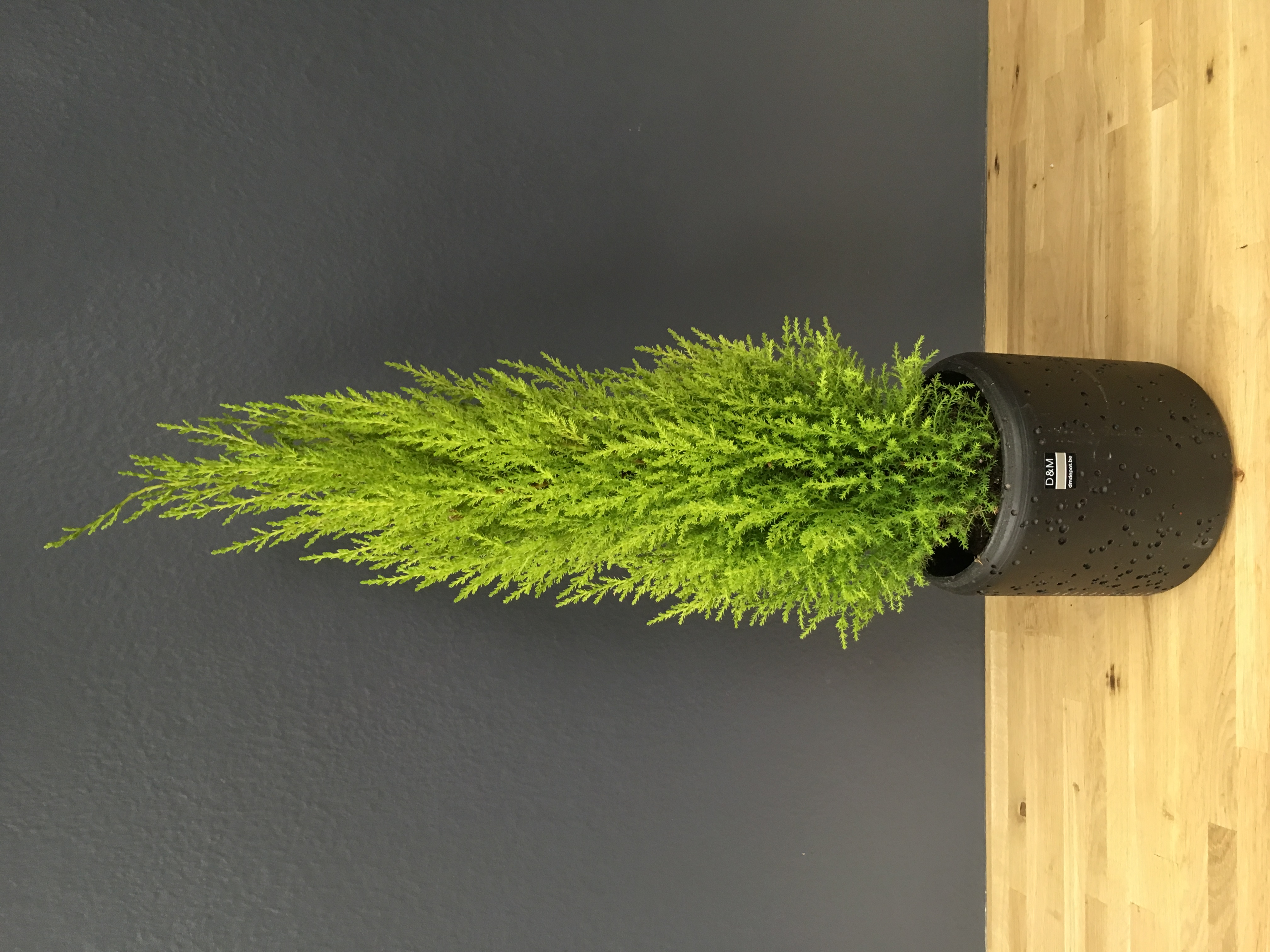 Cupressus macrocarpa elwoodi