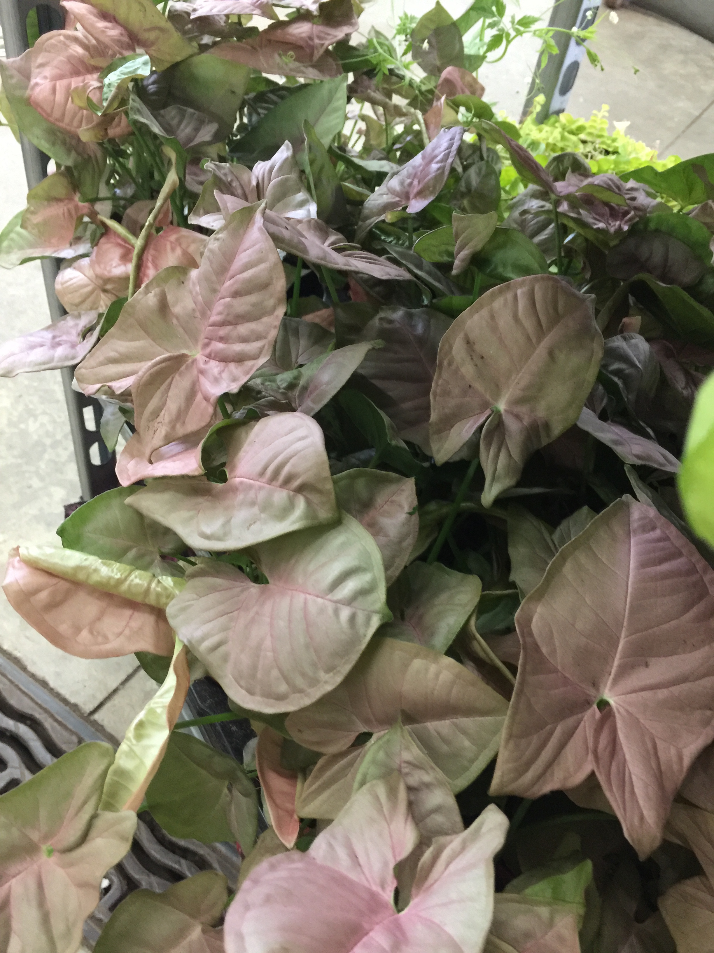 Syngonium