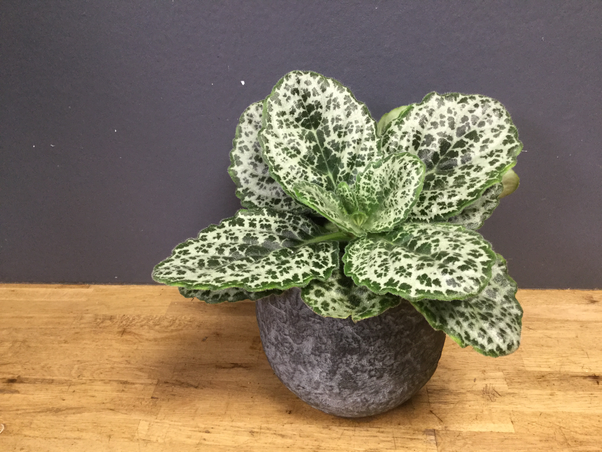 Streptocarpus "Pretty Turtle"
