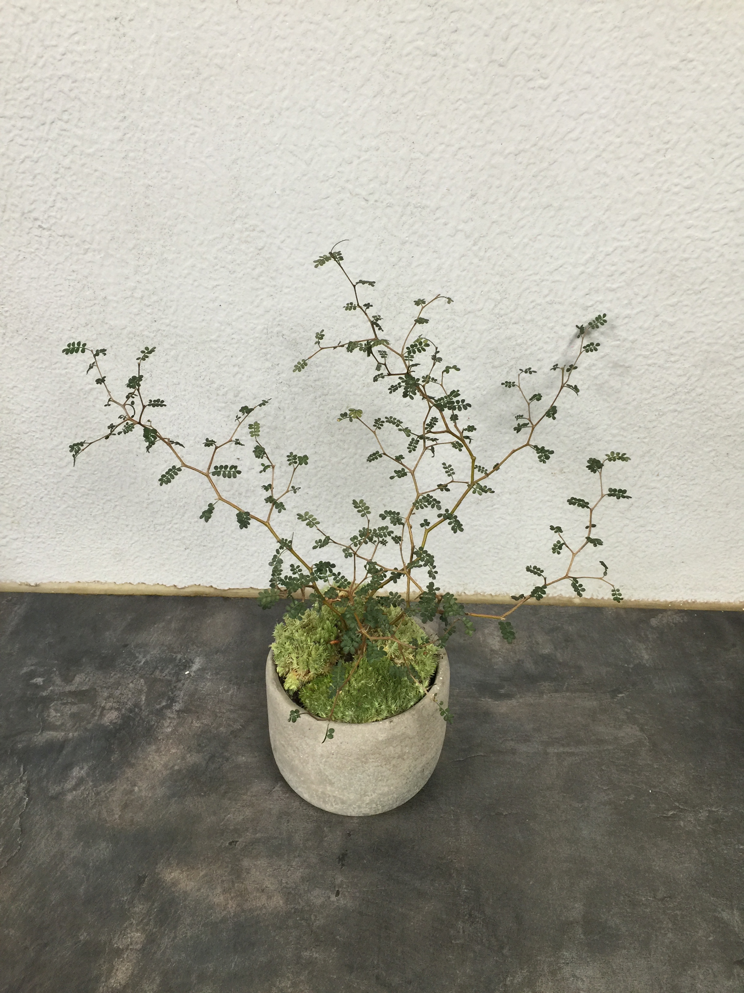 Sophora