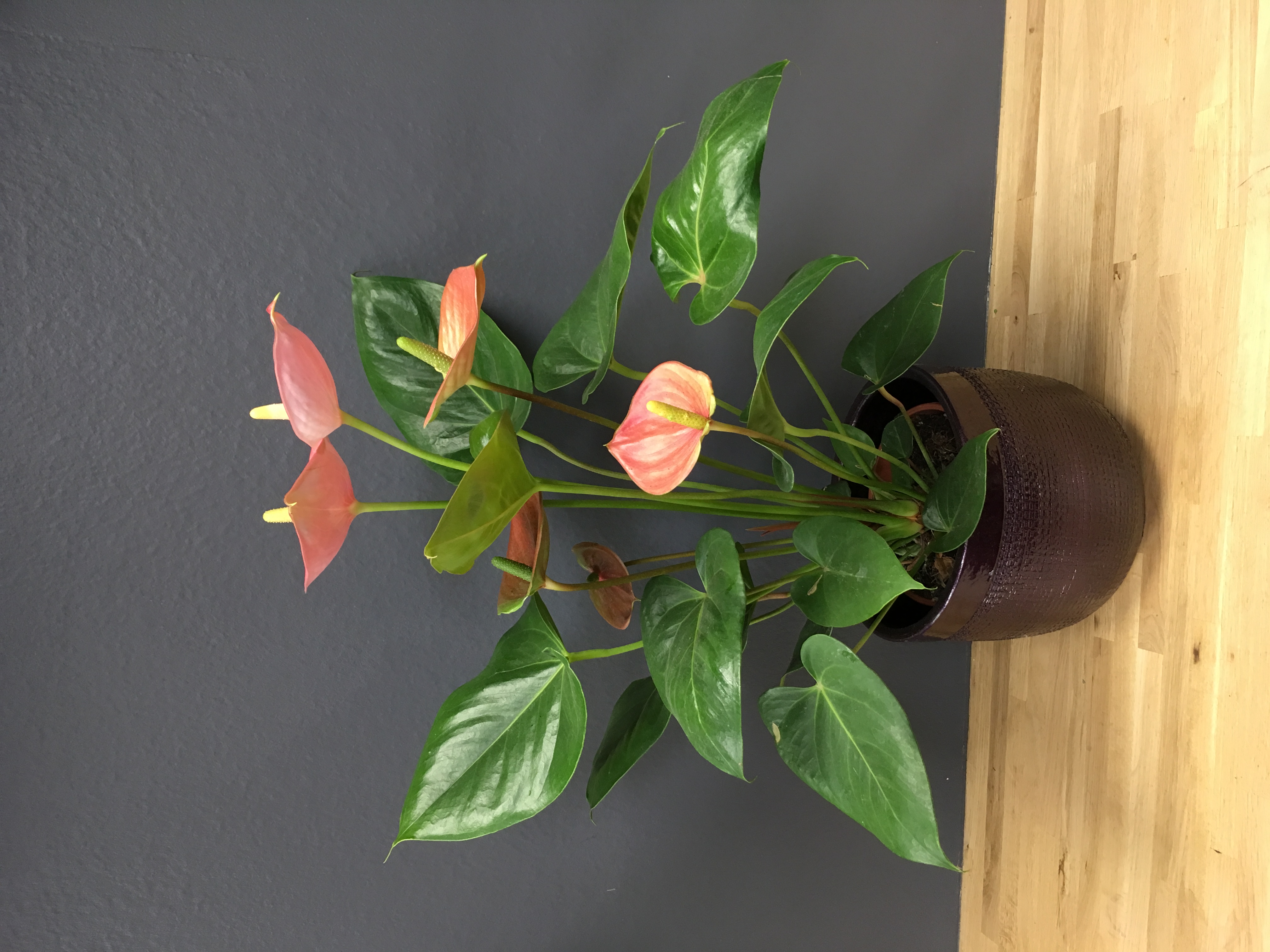 Anthurium