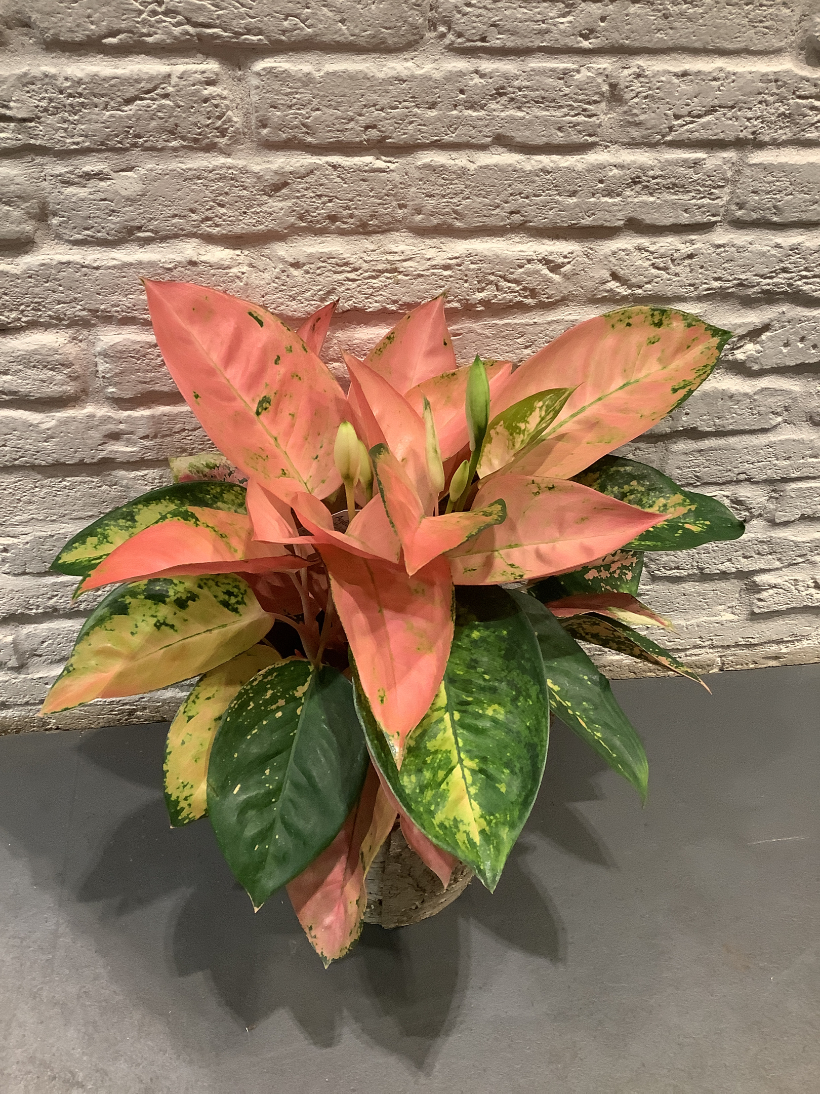 Aglaonema