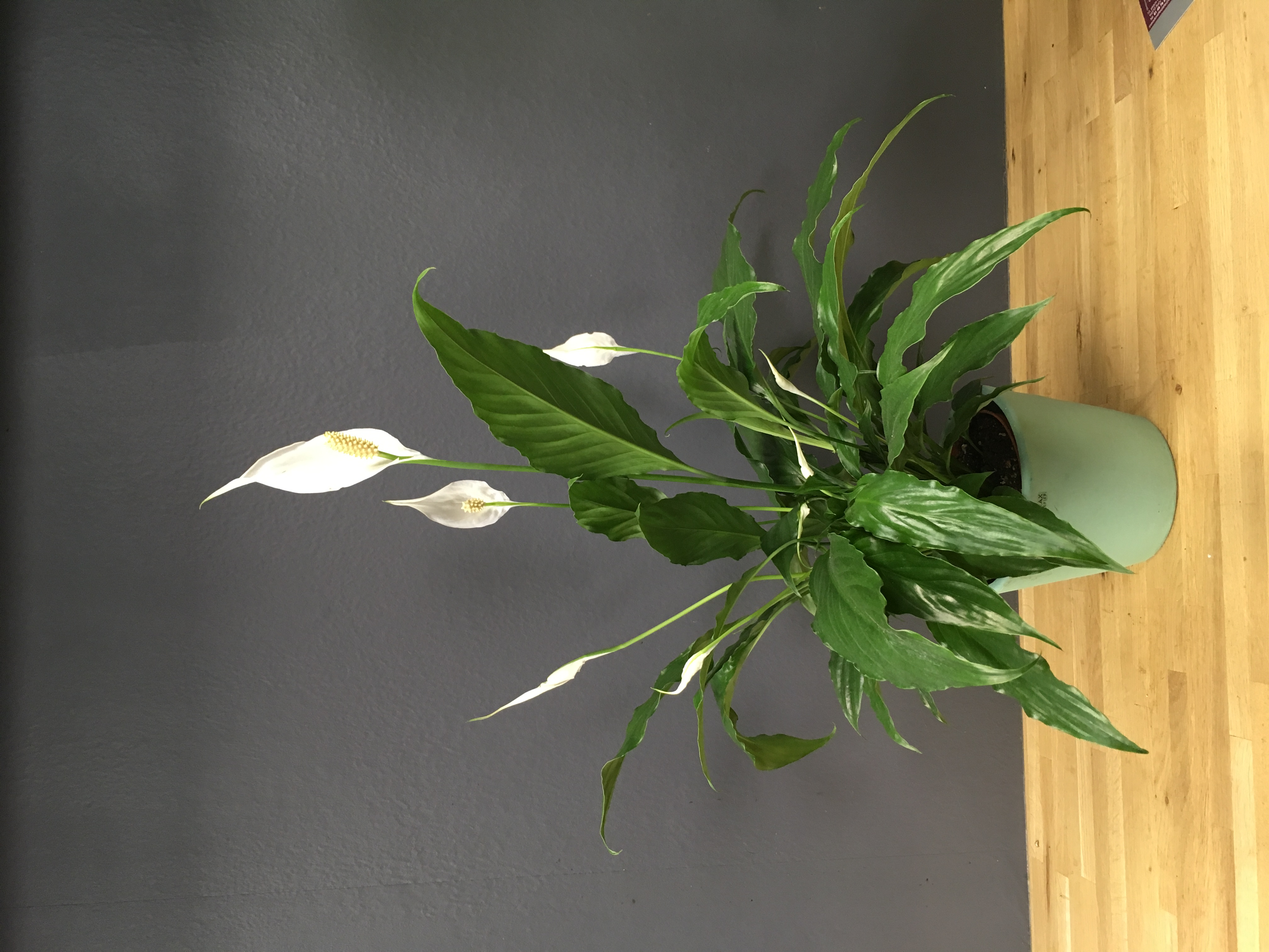 Spathiphyllum