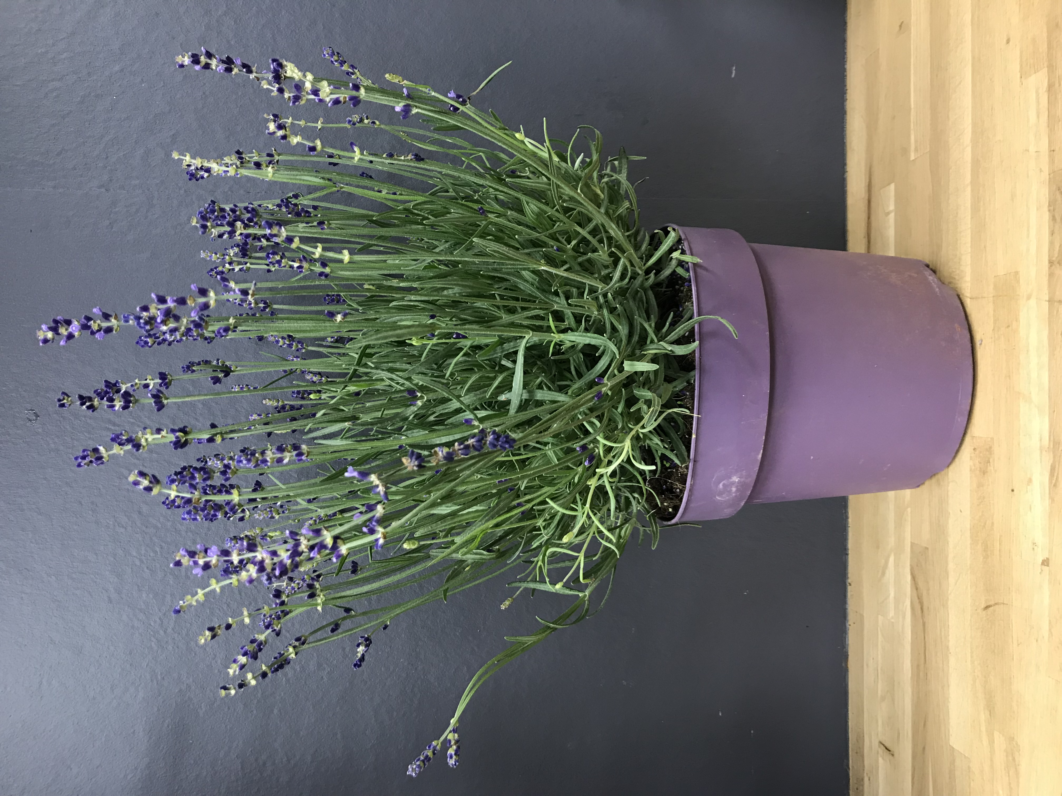 Lavandula latifolia