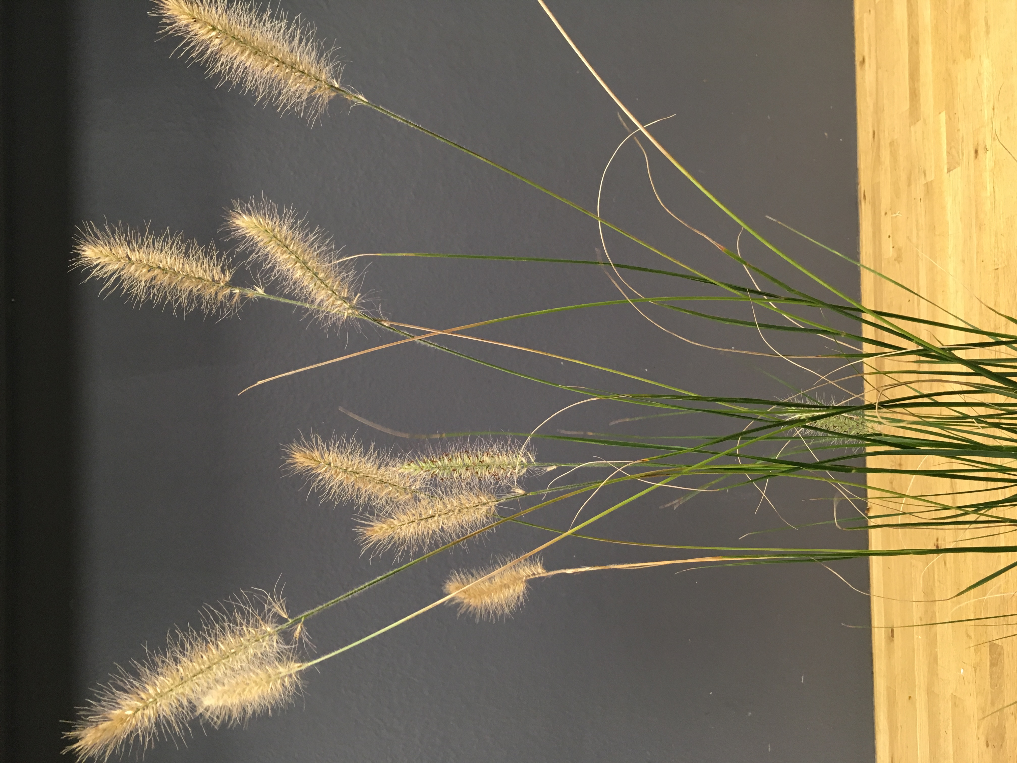 Pennisetum