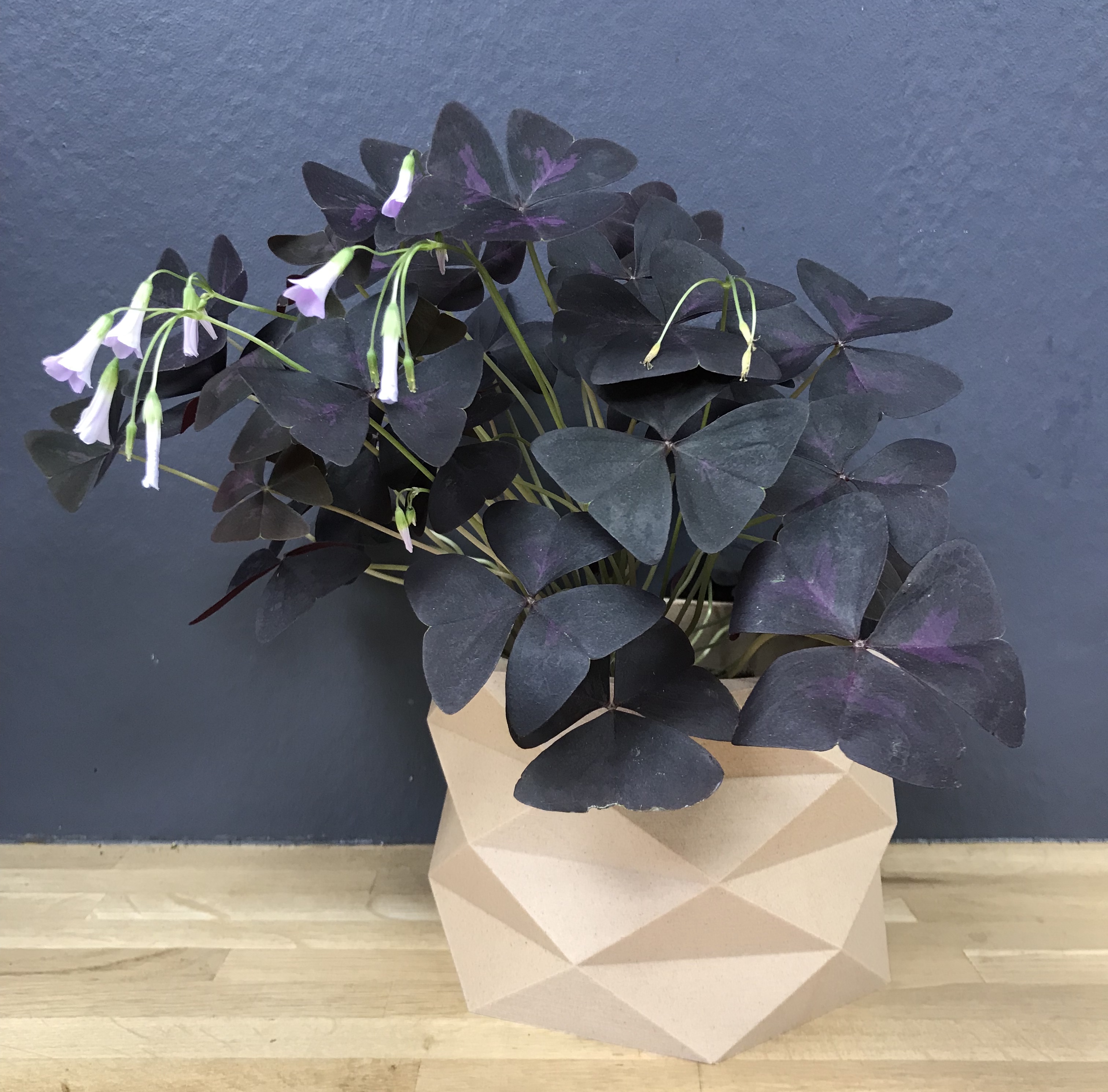 Oxalis triangularis
