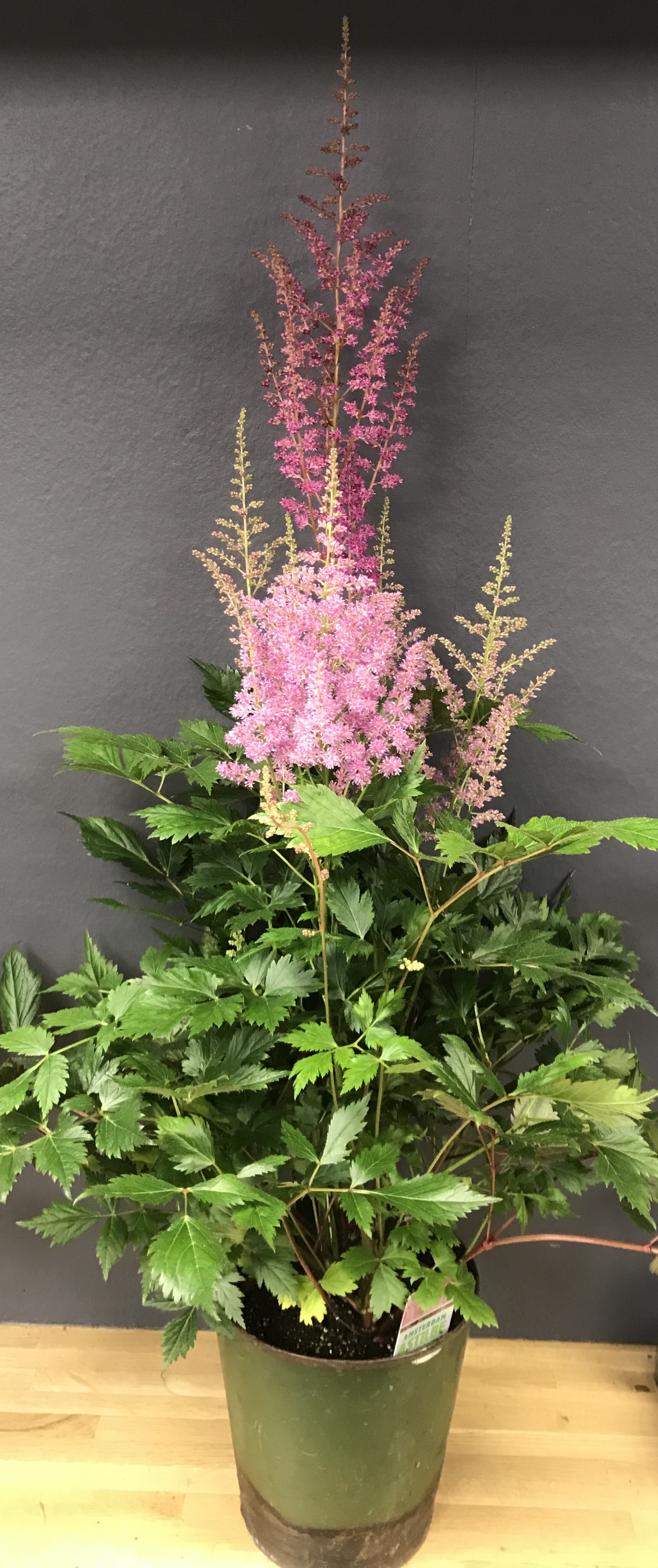 Astilbe chinensis